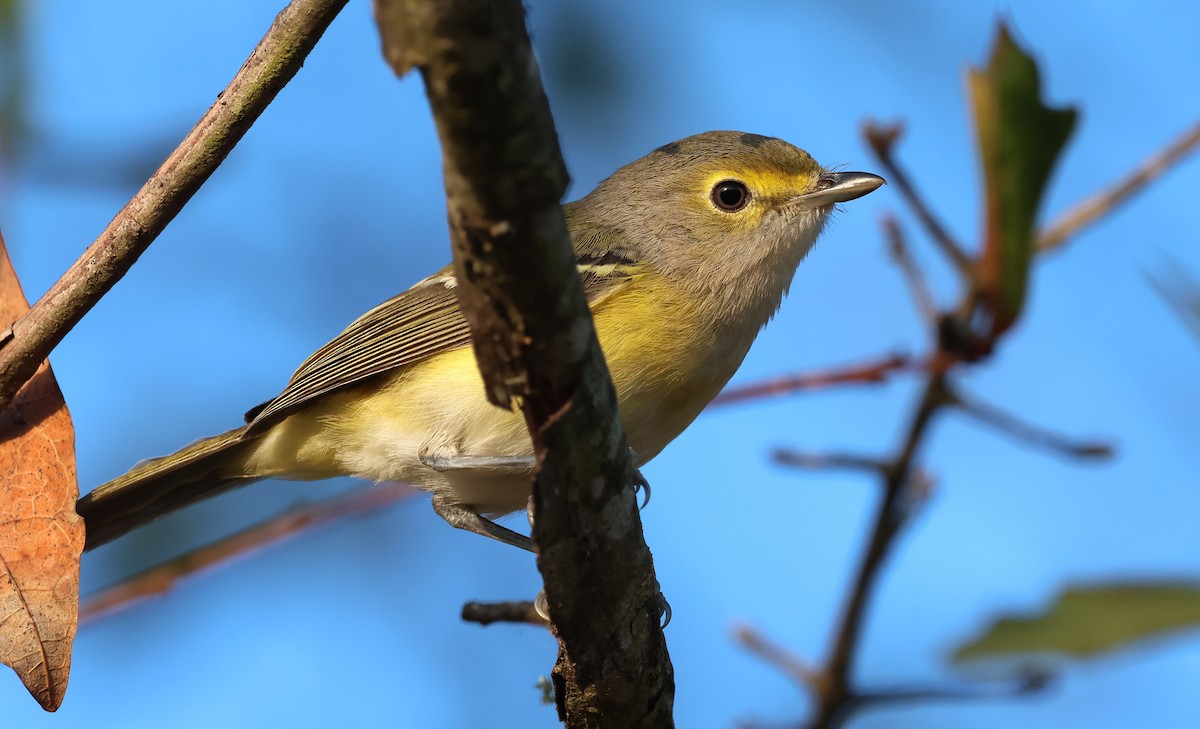 White-eyed Vireo - ML645398185