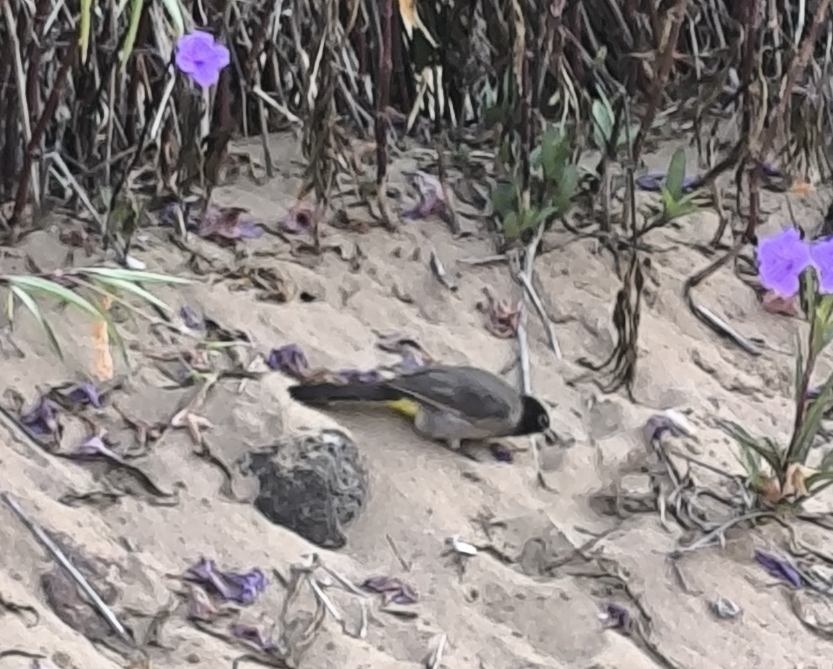 White-spectacled Bulbul - ML645398187