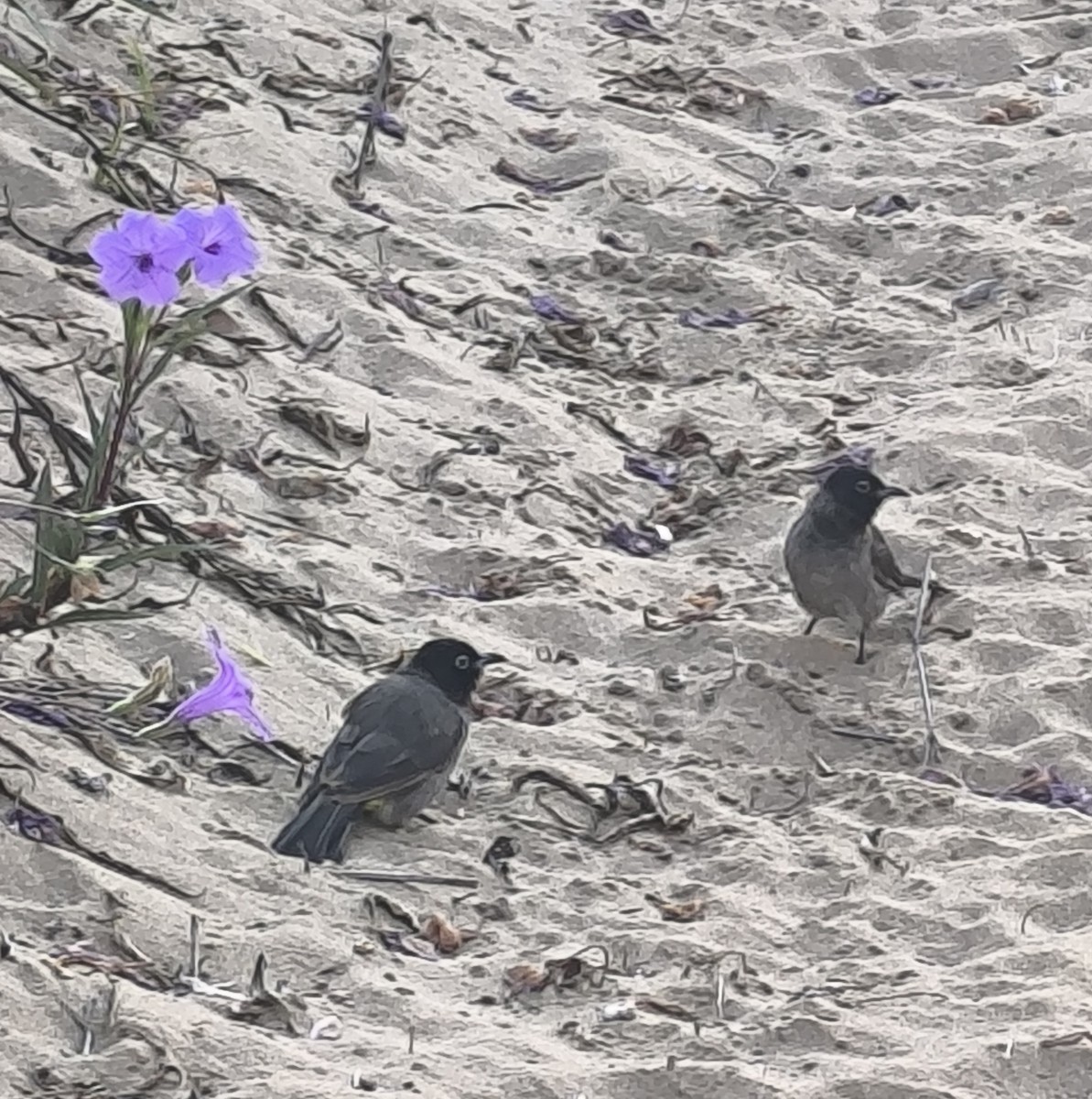 White-spectacled Bulbul - ML645398188