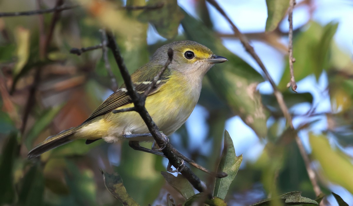 White-eyed Vireo - ML645398190