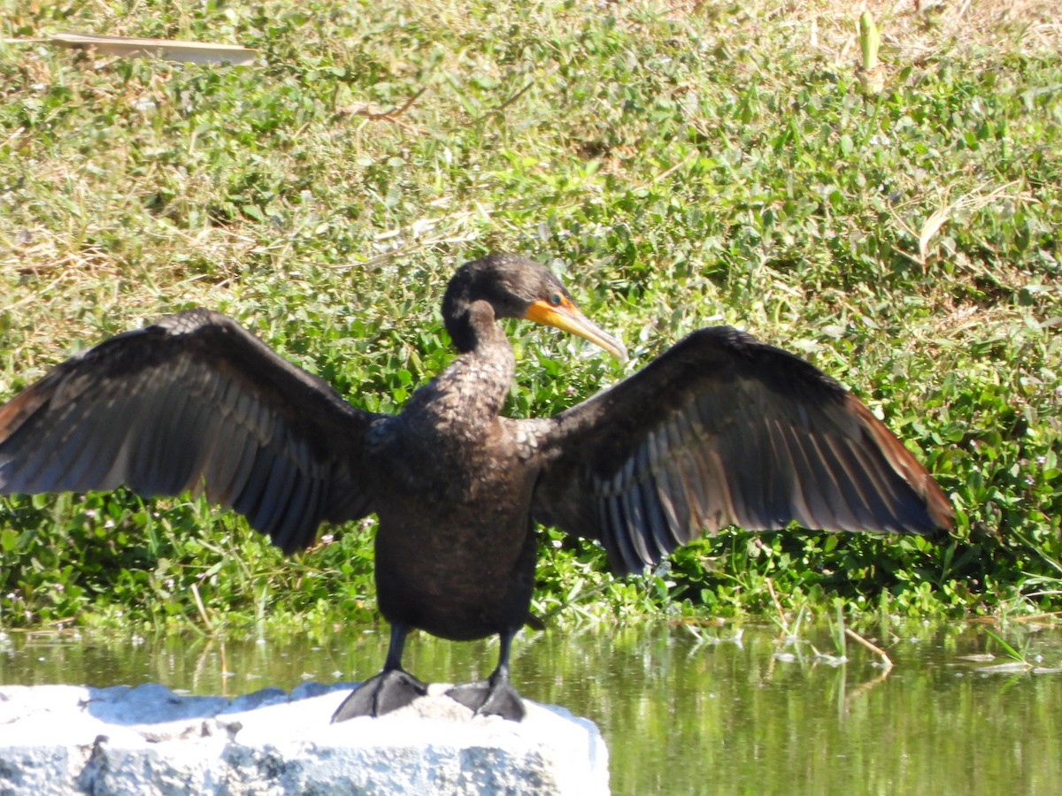 Ohrenscharbe - ML645398193