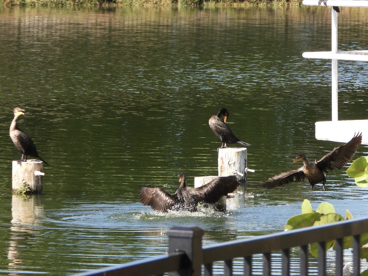 Ohrenscharbe - ML645398209