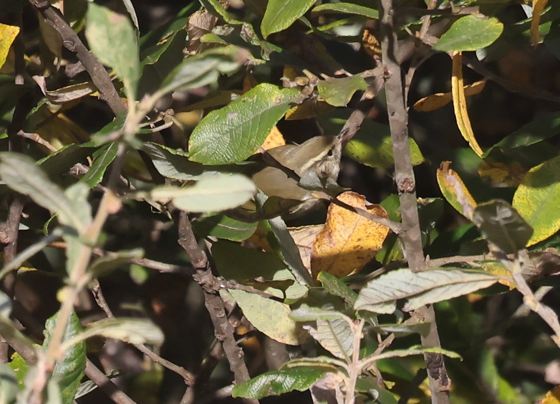 黃眉柳鶯 - ML645398216