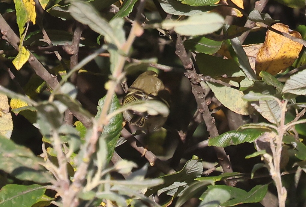 黃眉柳鶯 - ML645398217