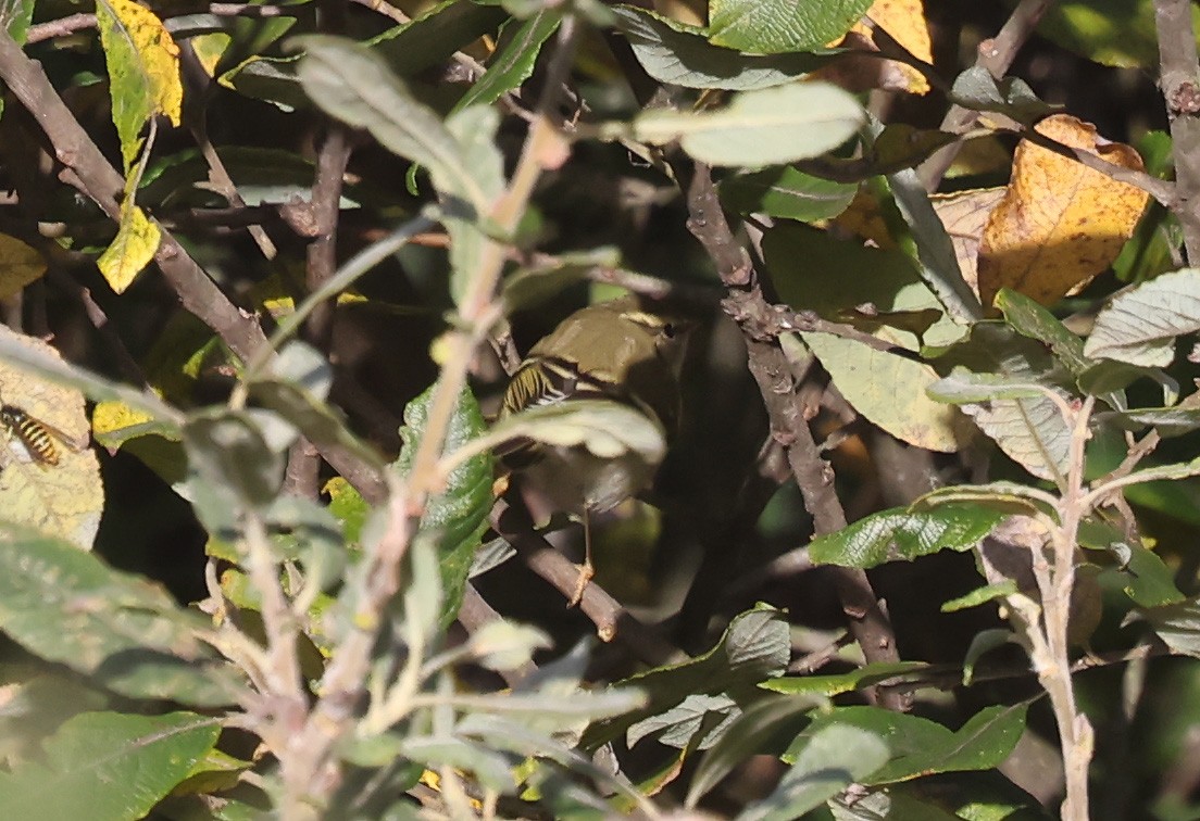 黃眉柳鶯 - ML645398218