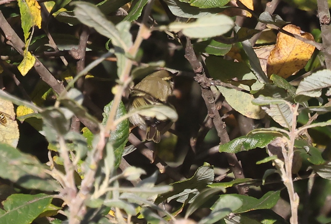 黃眉柳鶯 - ML645398219