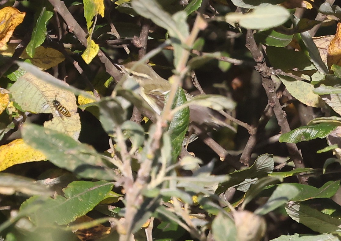 黃眉柳鶯 - ML645398220