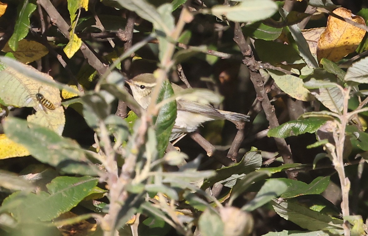 黃眉柳鶯 - ML645398221