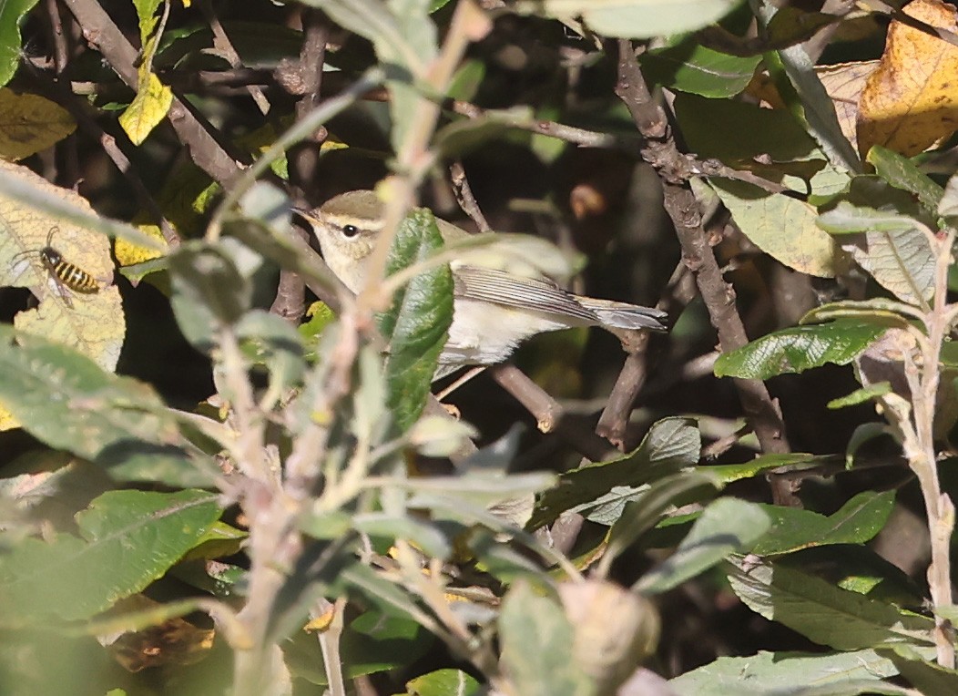 黃眉柳鶯 - ML645398222