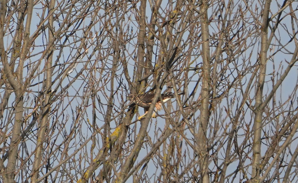 Eurasian Goshawk - ML645398224