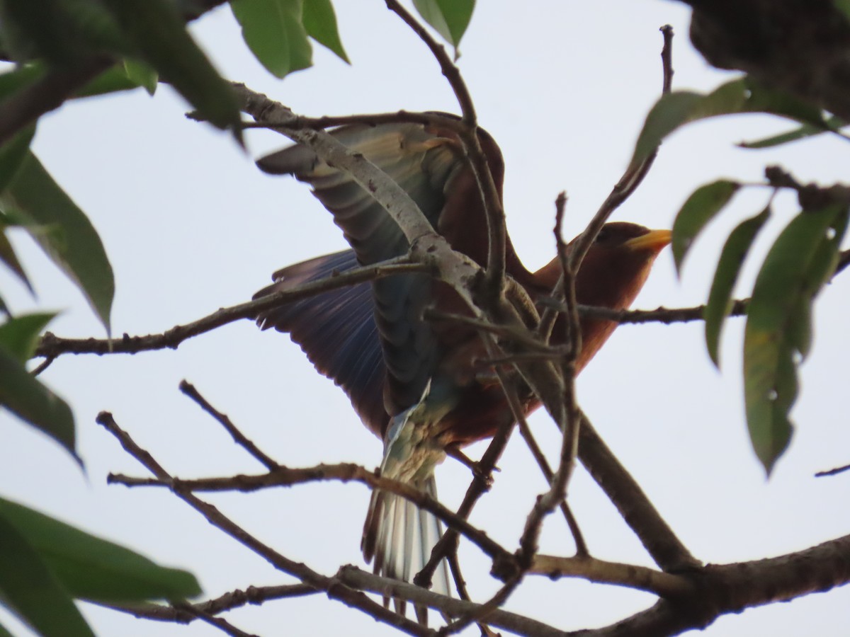 Broad-billed Roller - ML645398228