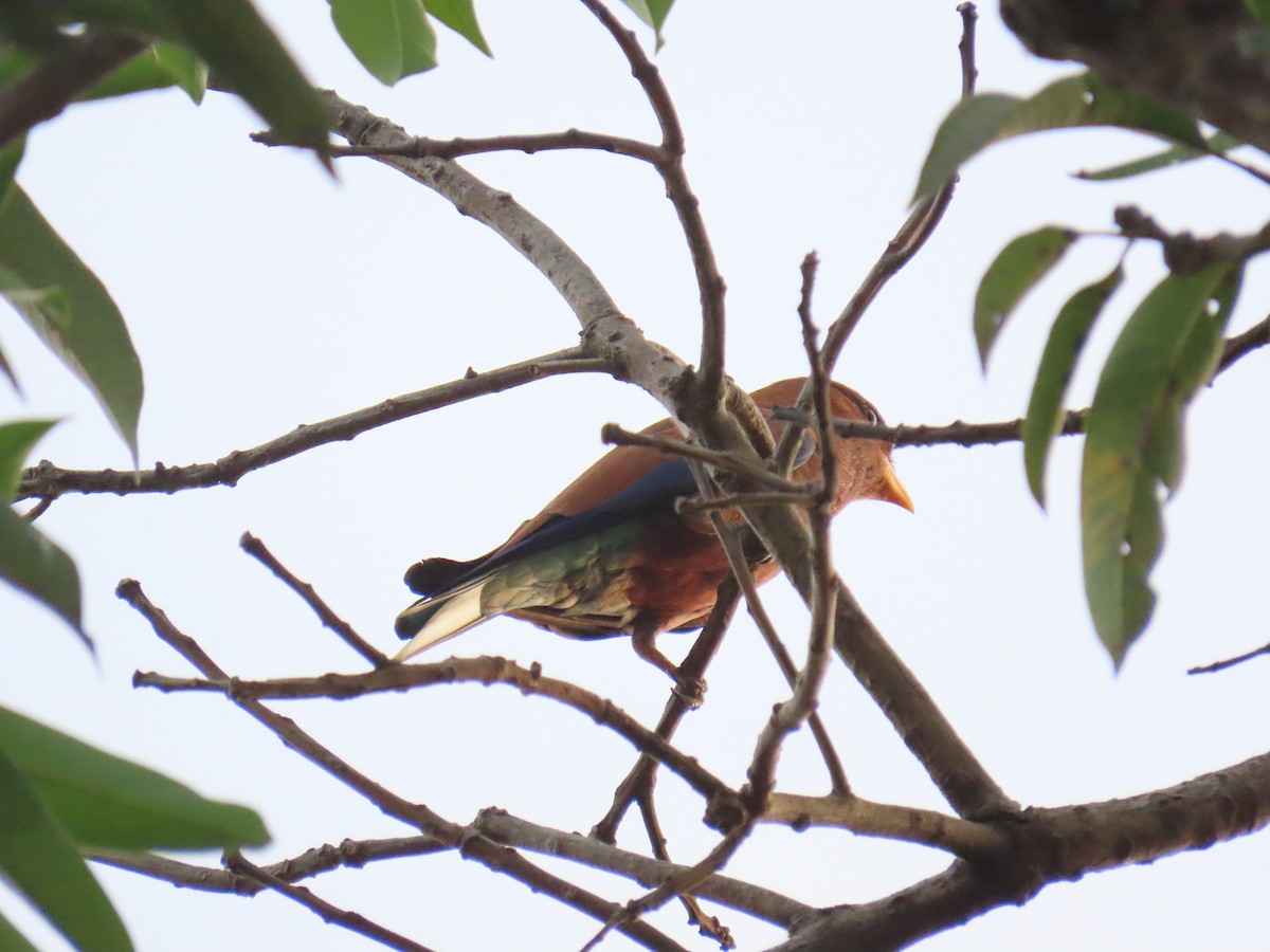 Broad-billed Roller - ML645398229