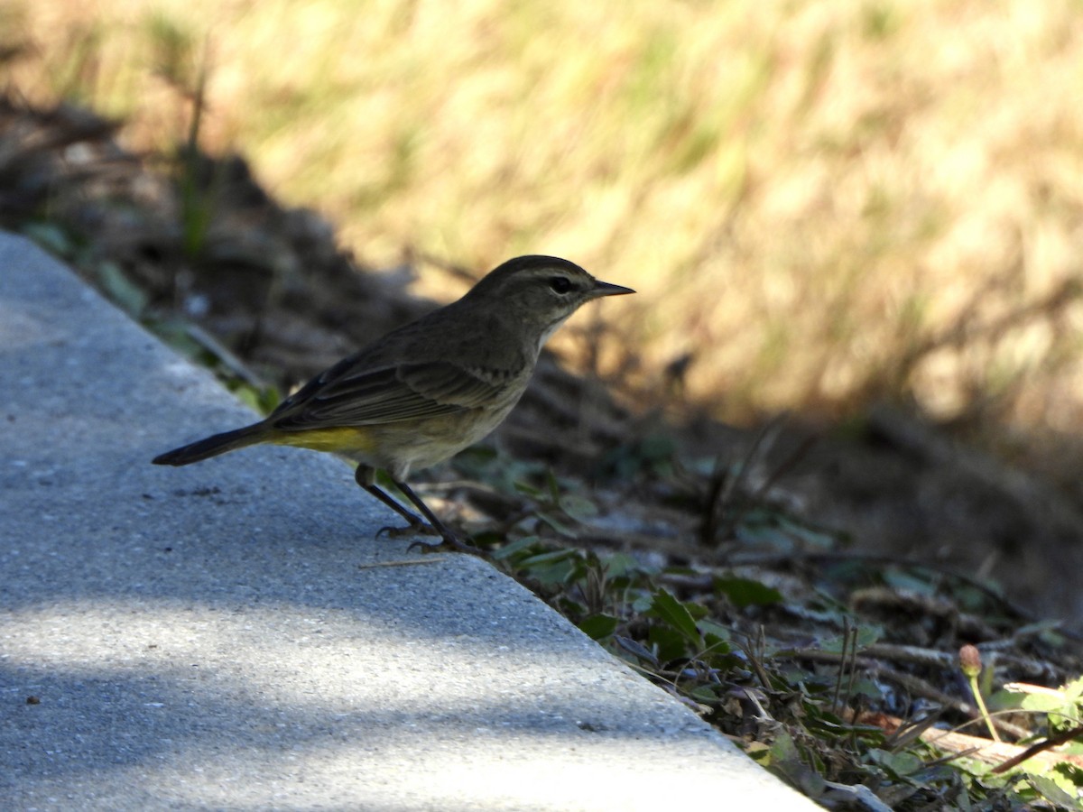 Palmenwaldsänger - ML645398245