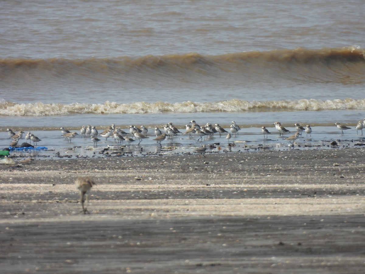 Tibetan Sand-Plover - ML645398246