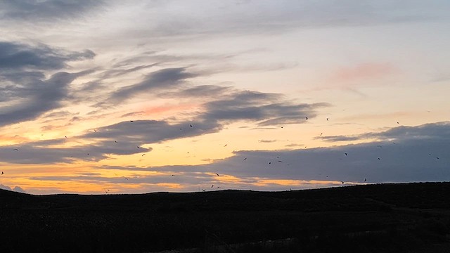 Western Marsh Harrier - ML645398249