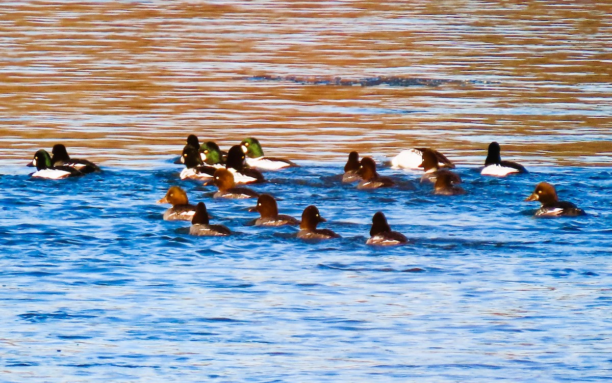 Murgilari islandiarra - ML645398264