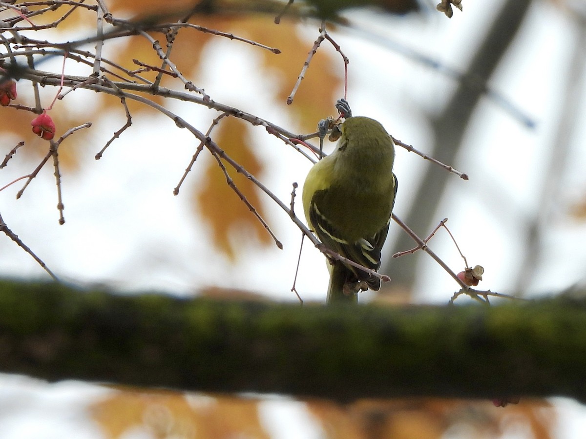 White-eyed Vireo - ML645398272