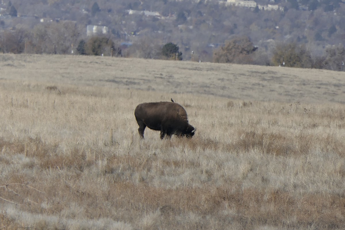 Amerika Bizonu - ML645398277