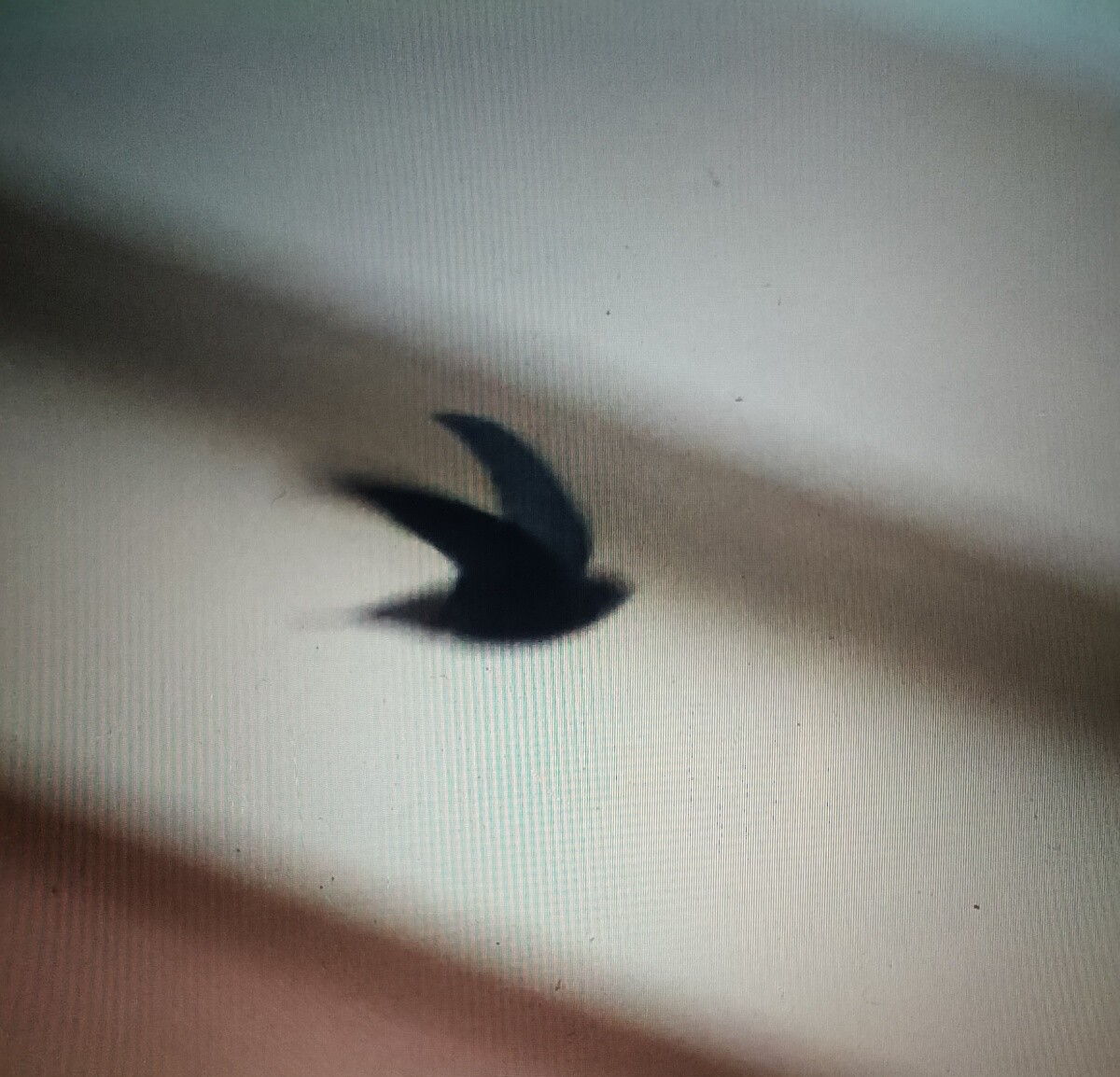 Серпокрилець канарський - ML645398278