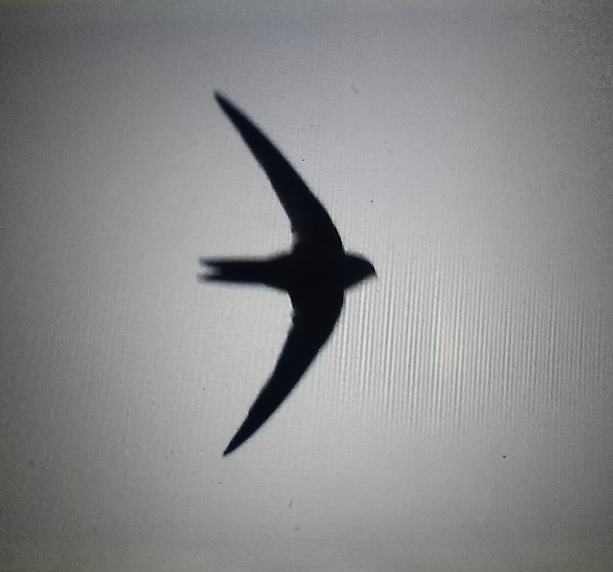 Серпокрилець канарський - ML645398279