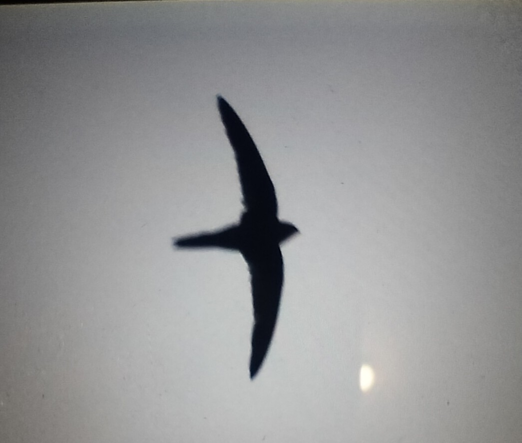 Серпокрилець канарський - ML645398280