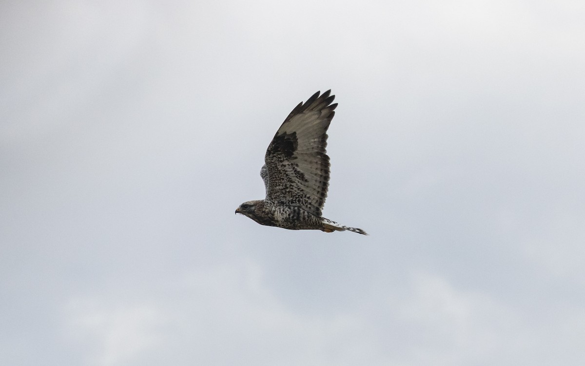Rough-legged Hawk - ML645398283
