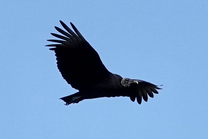 Black Vulture - ML645398290