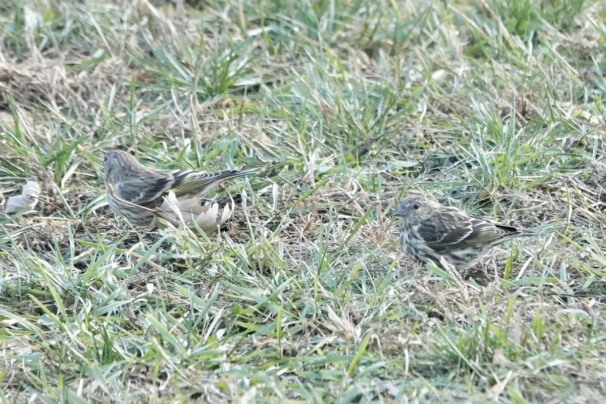 Pine Siskin - ML645398295