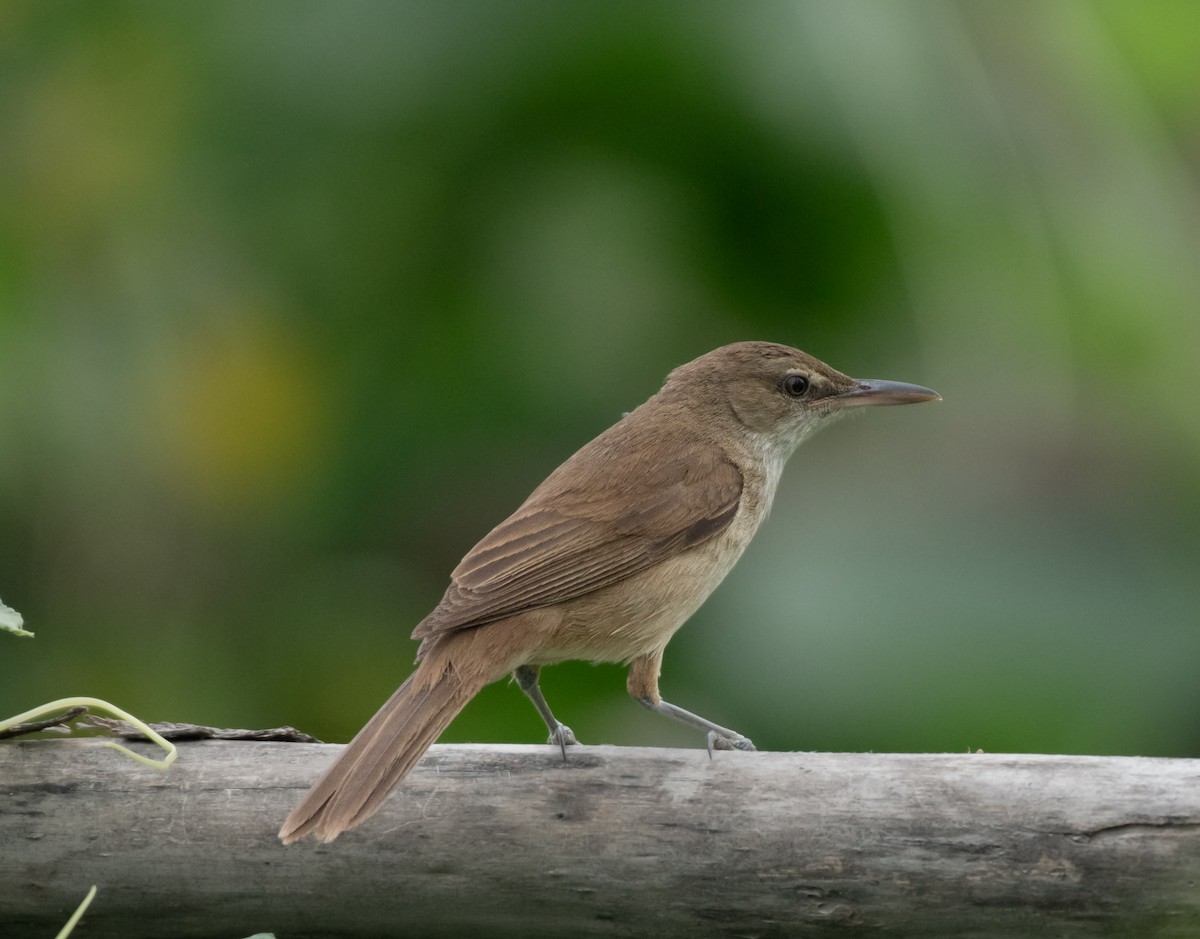 rákosník hlučnohlasý - ML645398304