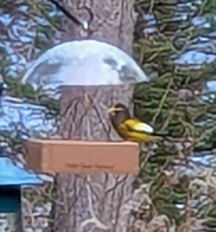 Evening Grosbeak - ML645398314