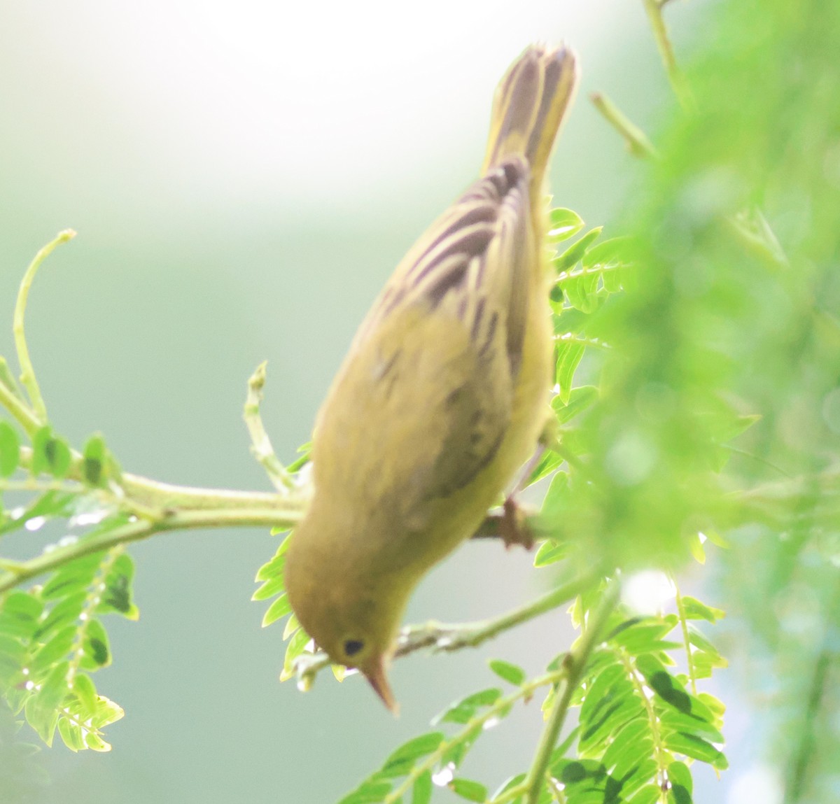 Mangrove Yellow Warbler (Panama) - ML645398328