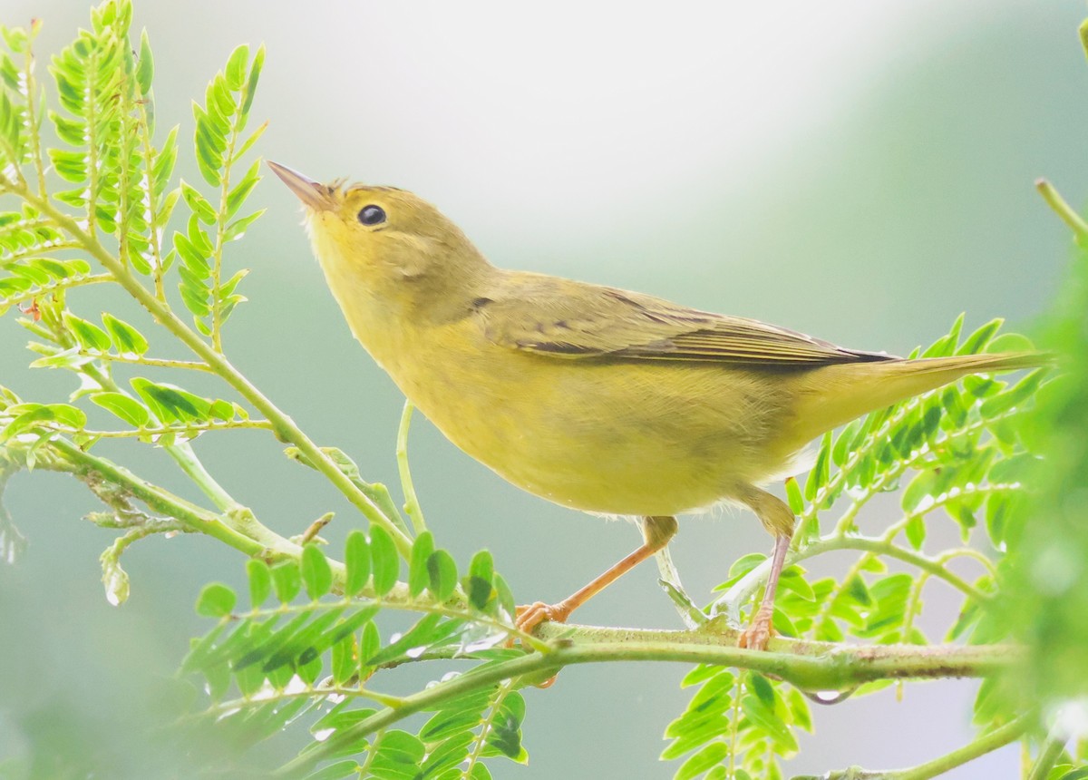 Mangrove Yellow Warbler (Panama) - ML645398329