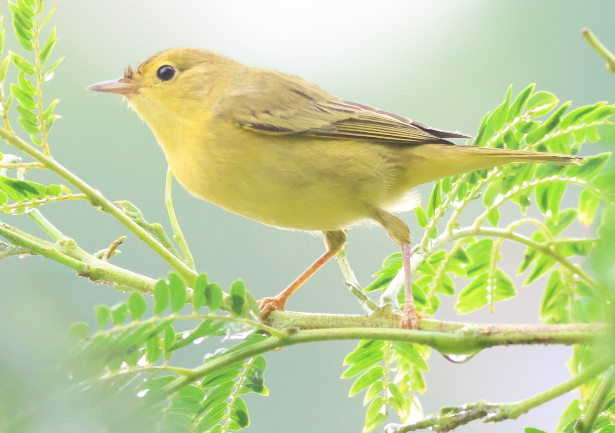 Mangrove Yellow Warbler (Panama) - ML645398330