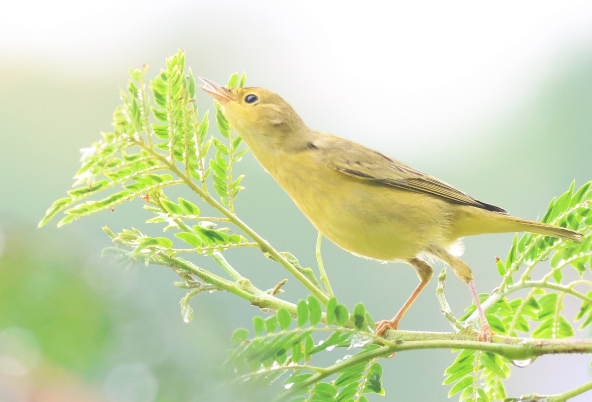 Mangrove Yellow Warbler (Panama) - ML645398331