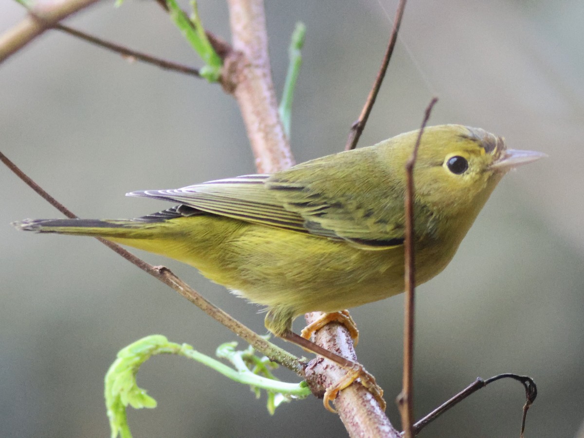 Mangrove Yellow Warbler (Panama) - ML645398332