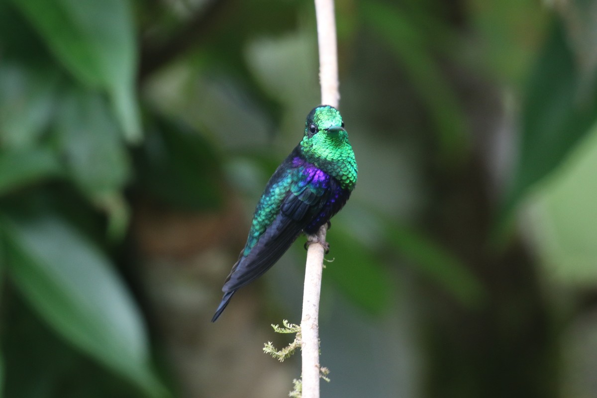 Crowned Woodnymph - ML645398336