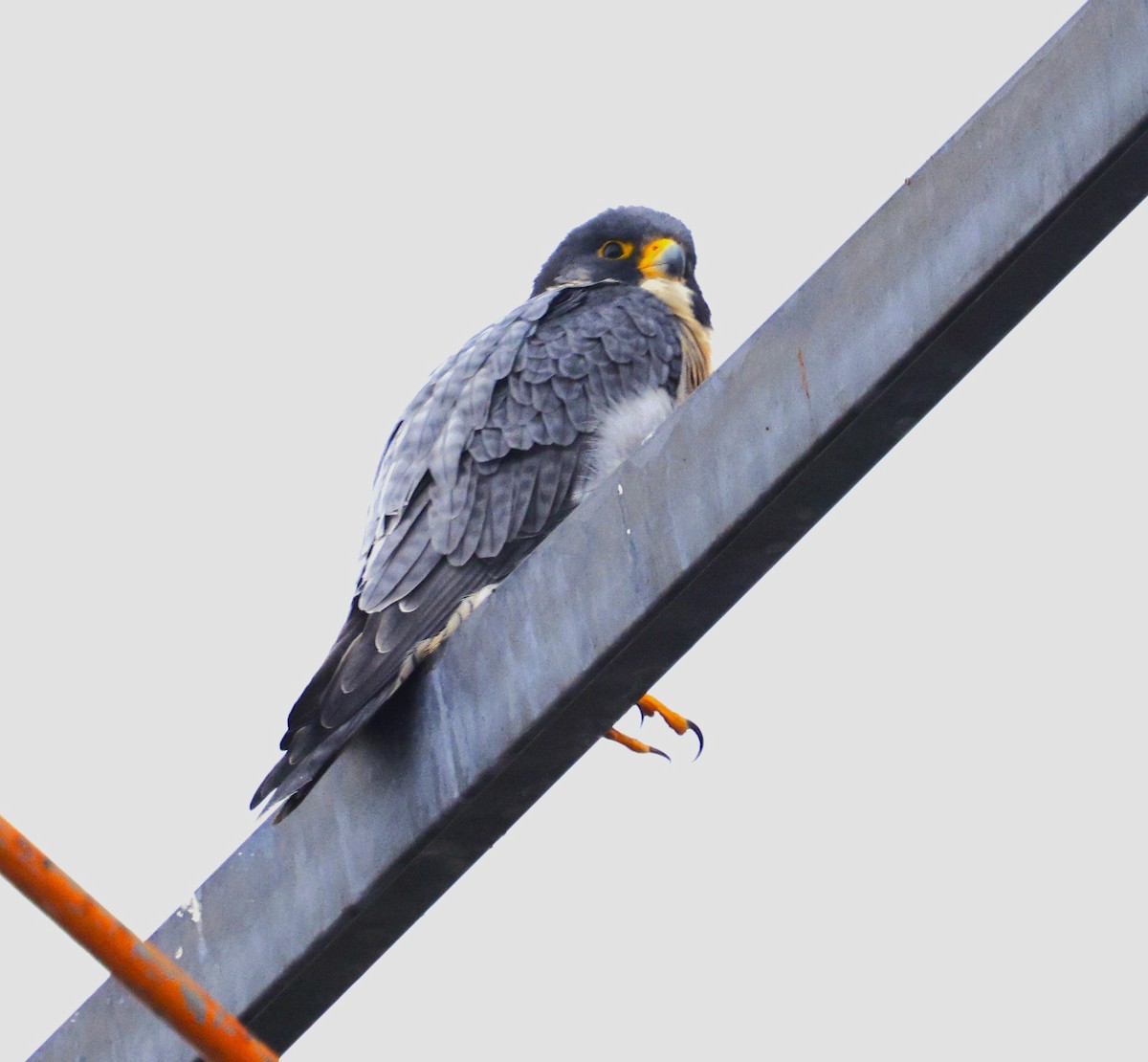 Peregrine Falcon - ML645398350