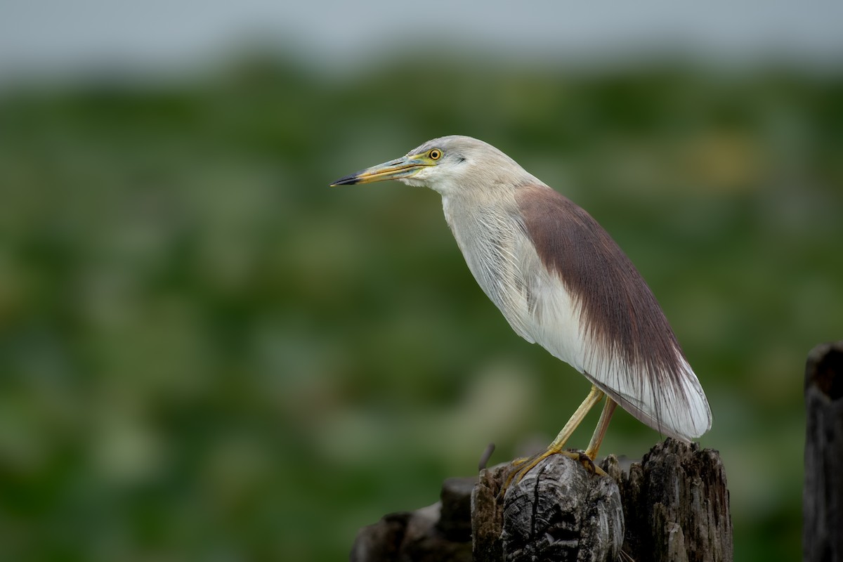 Hint Alaca Balıkçılı - ML645398352