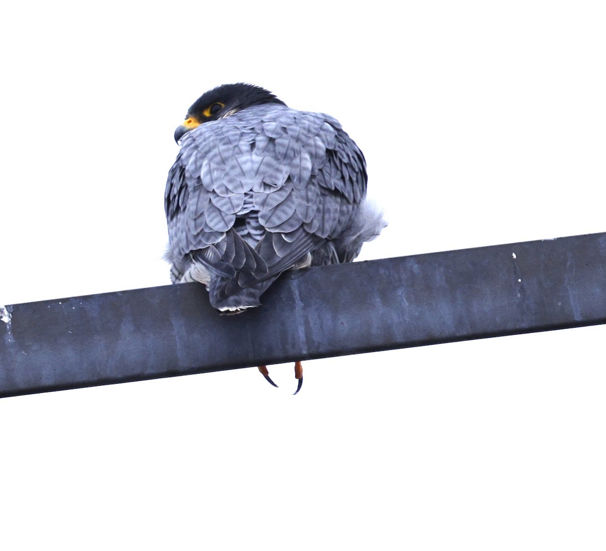 Peregrine Falcon - ML645398358