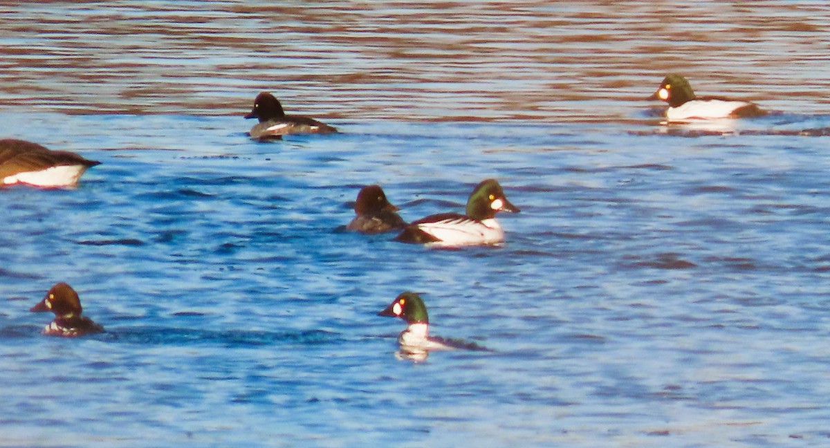 Murgilari islandiarra - ML645398359