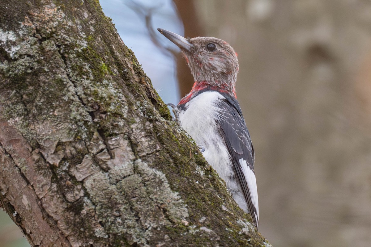 Red-headed Woodpecker - ML645398362