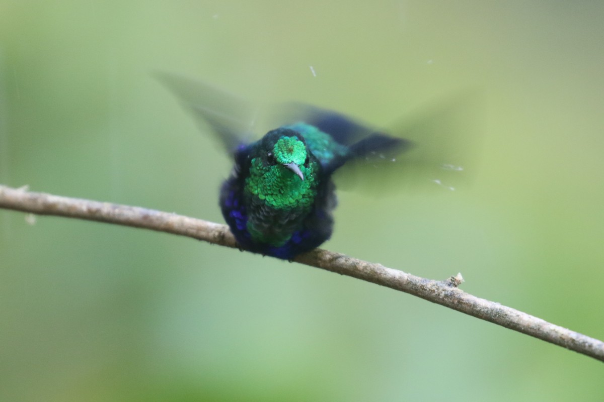 Crowned Woodnymph - ML645398363