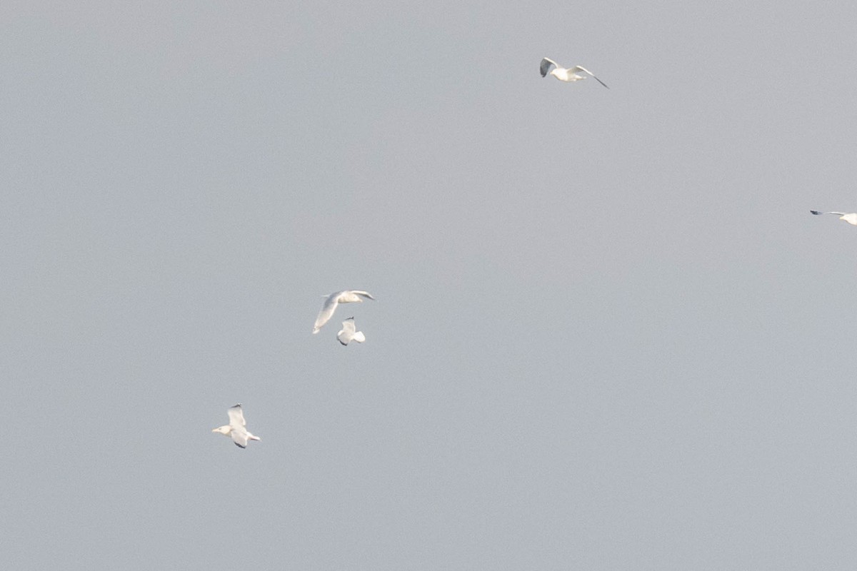 Iceland Gull (kumlieni) - ML645398378