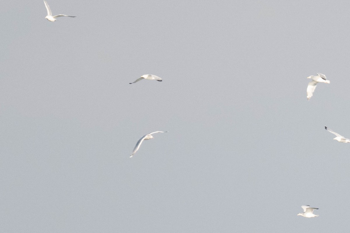 Iceland Gull (kumlieni) - ML645398379