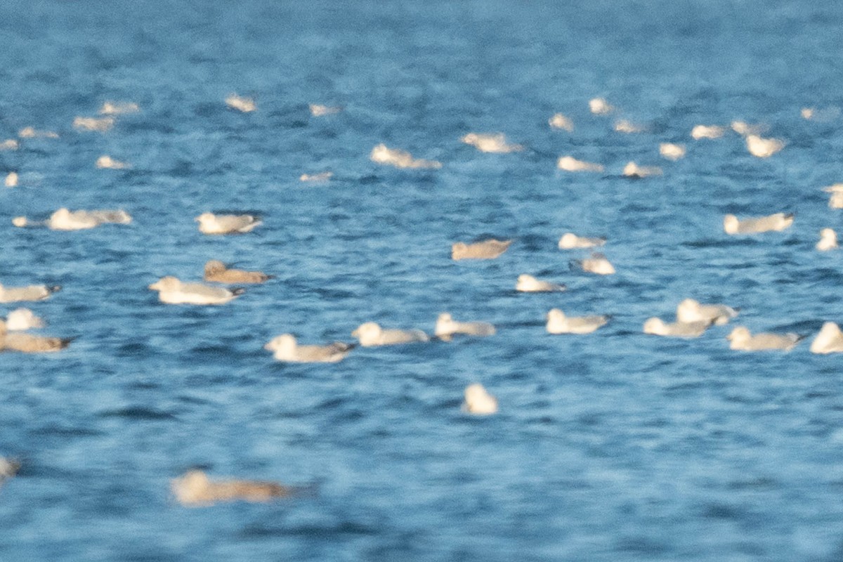 Iceland Gull (kumlieni) - ML645398380