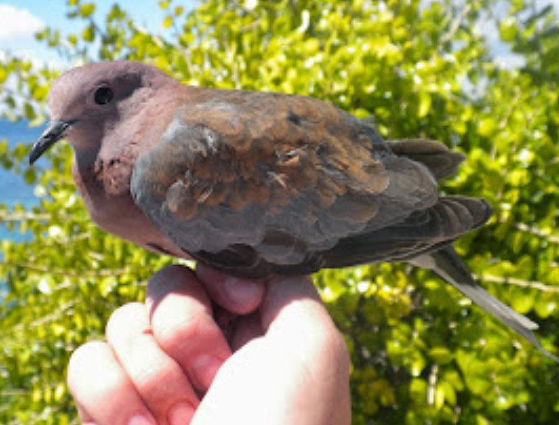 Laughing Dove - ML645398396