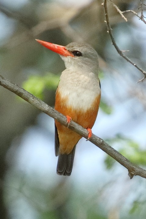Martin-chasseur à tête grise - ML645398398