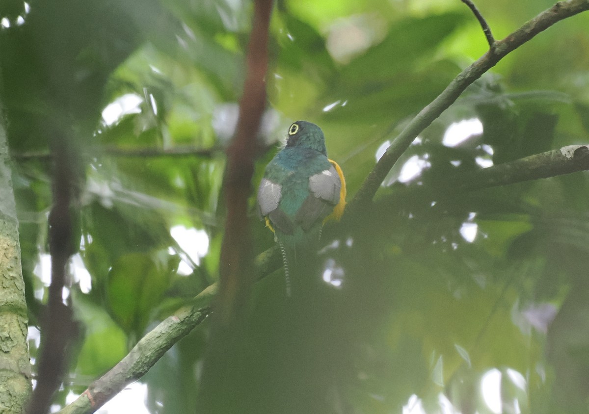 Amazonian Black-throated Trogon - ML645398409