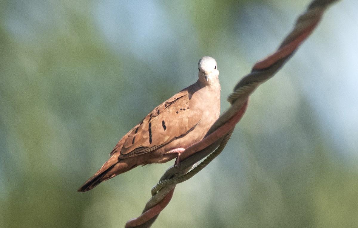 Коричневая земляная горлица - ML645398418