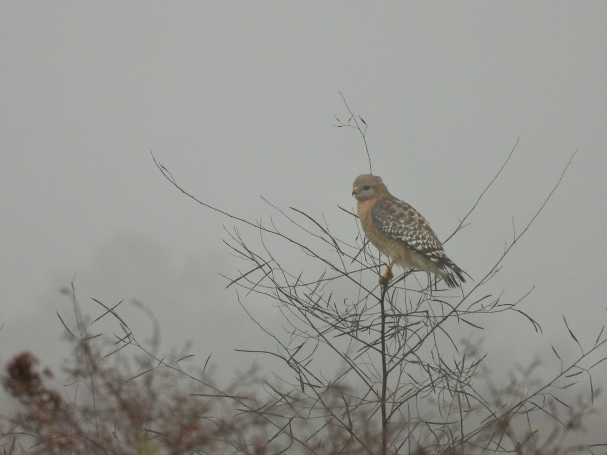 Red-shouldered Hawk - ML645398419